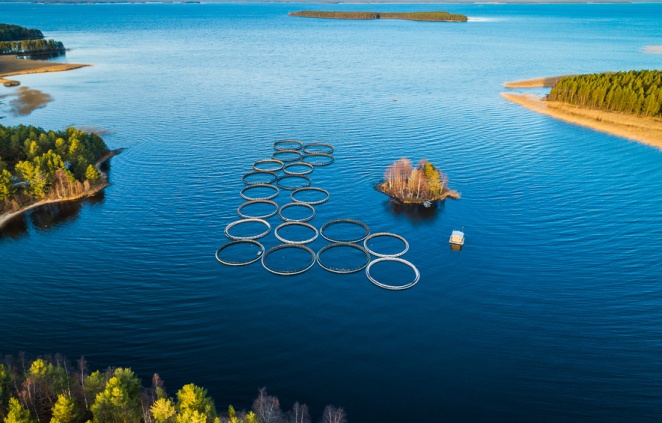 Выращивание молоди балтийского лосося в естественной среде