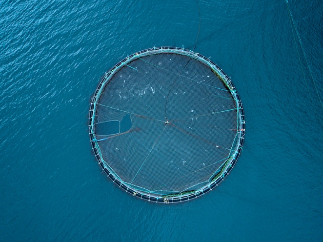 Результаты садкового выращивания форели и кумжи в губах юго-восточной части Белого моря Результаты садкового выращивания форели и кумжи в губах юго-восточной части Белого моря