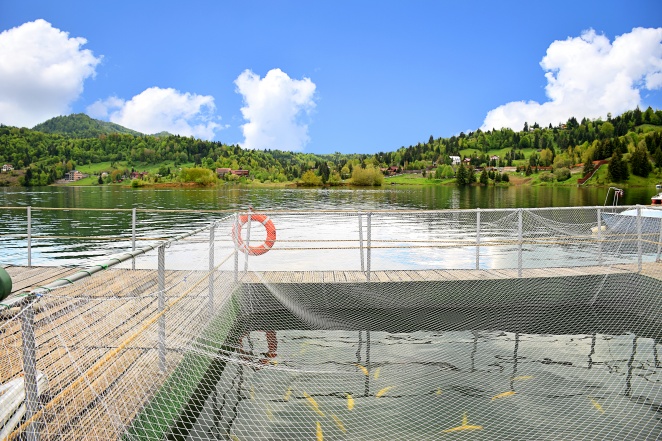 Состав корма для форели Состав корма для форели