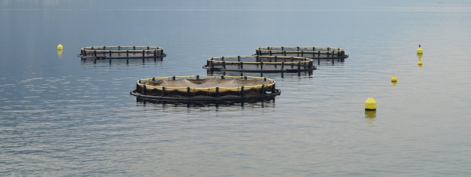 Садковое выращивание радужной форели при различной плотности посадки Садковое выращивание радужной форели при различной плотности посадки