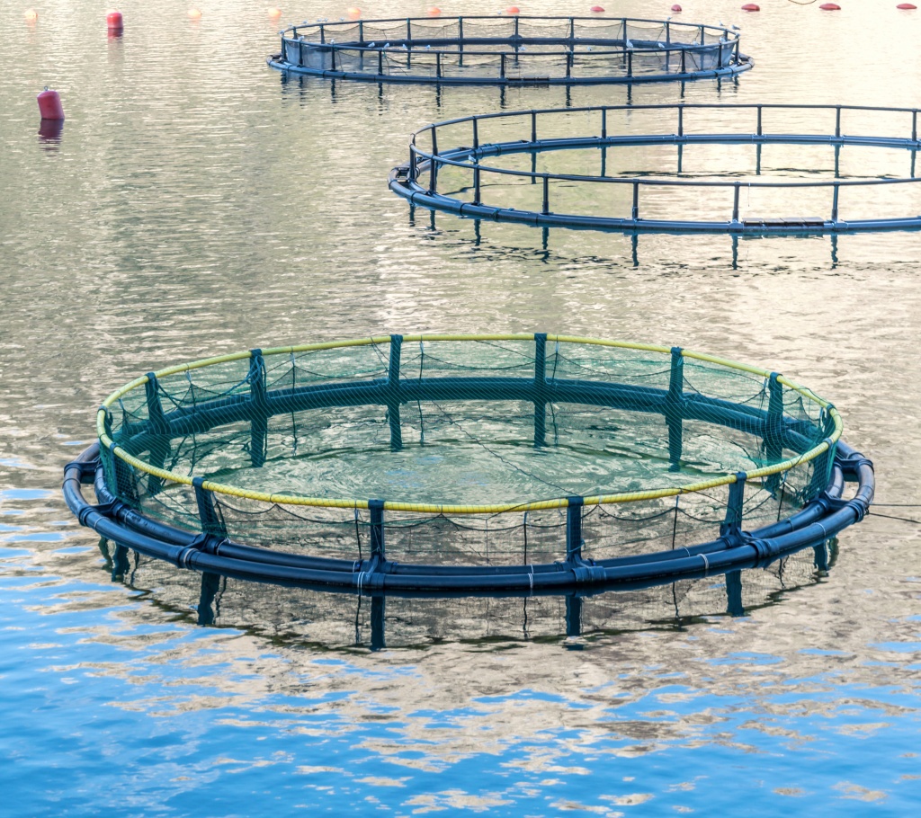 разведение карпа в садках, выращивание карпа в садках, 