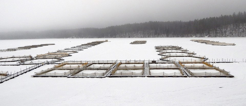 Садковое хозяйство по разведению форели.