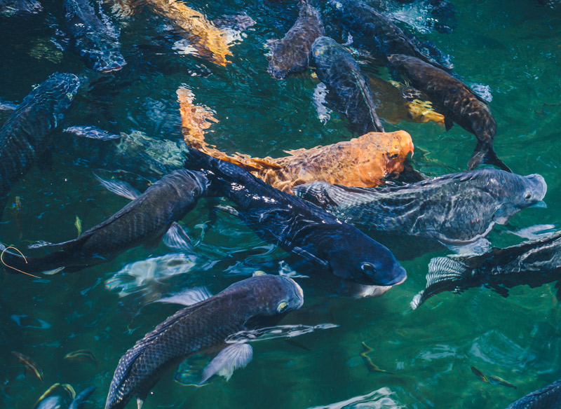 natural-background-lake-with-colorful-fish.jpg